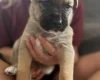 Mixed Breed