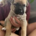 Mixed Breed