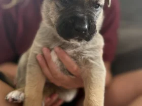 Mixed Breed