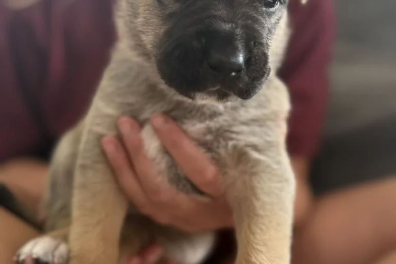 Mixed Breed