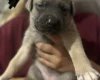 Mixed Breed