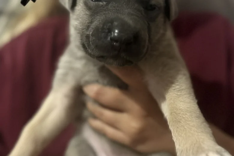 Mixed Breed
