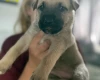 Mixed Breed