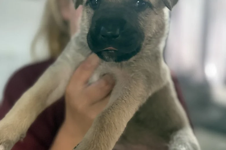 Mixed Breed