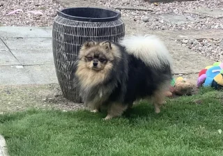 Stud