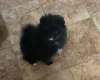 German Spitz (Klein)
