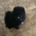 German Spitz (Klein)