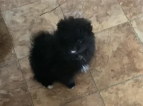 German Spitz (Klein)
