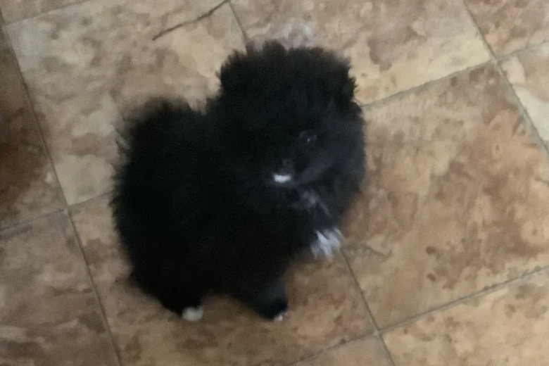 German Spitz (Klein)