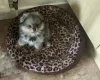 German Spitz (Klein)