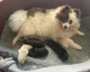 German Spitz (Klein)