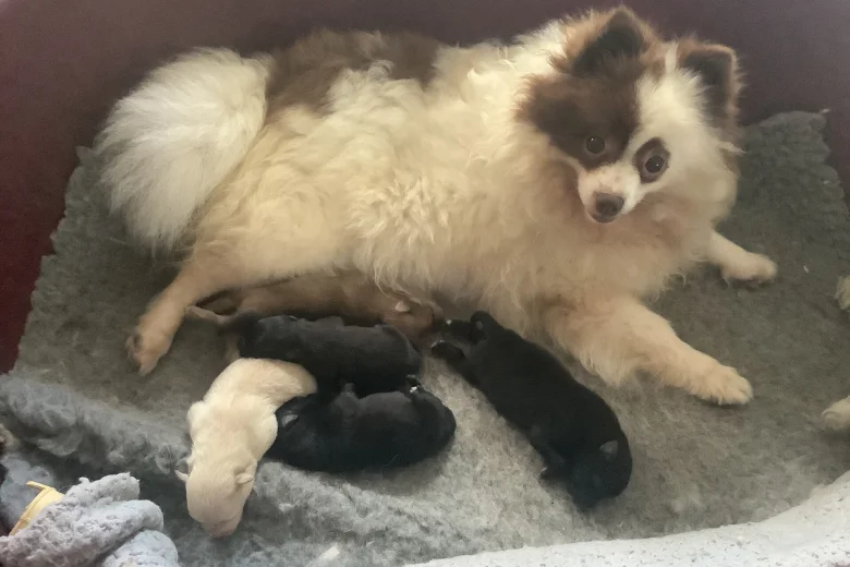 German Spitz (Klein)