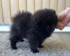 German Spitz (Klein)