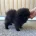 German Spitz (Klein)