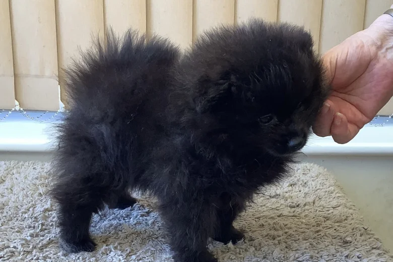 German Spitz (Klein)