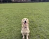 Goldador