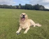 Goldador