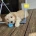 Goldendoodle