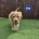 Goldendoodle