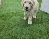 Goldendoodle