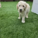 Goldendoodle