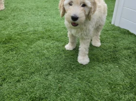 Goldendoodle