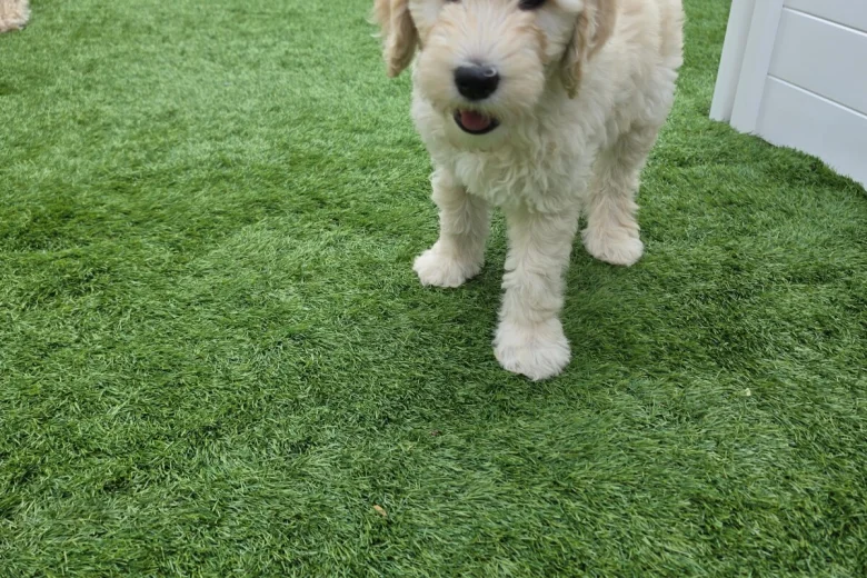 Goldendoodle