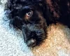 Goldendoodle