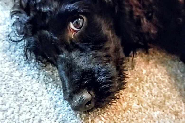 Goldendoodle