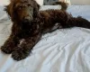 Goldendoodle