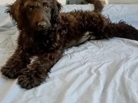 Goldendoodle