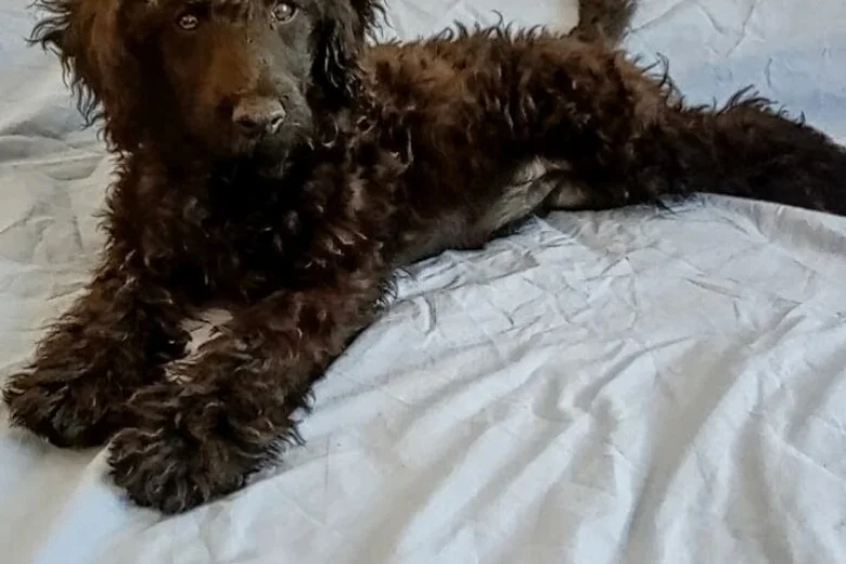 Goldendoodle