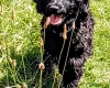 Goldendoodle