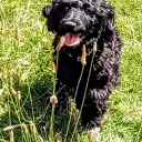 Goldendoodle