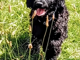 Goldendoodle