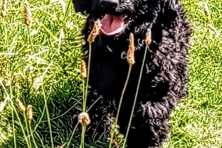 Goldendoodle