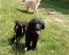 Goldendoodle