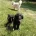 Goldendoodle