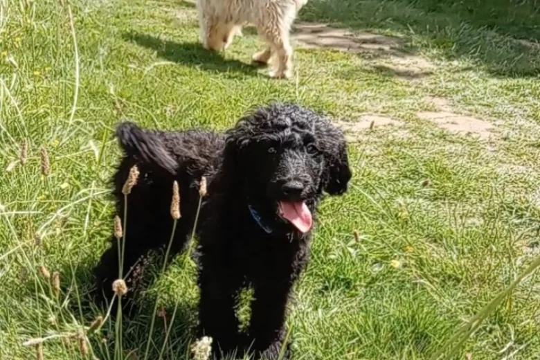 Goldendoodle