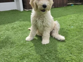 Goldendoodle
