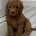 Goldendoodle