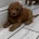 Goldendoodle