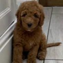 Goldendoodle