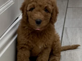 Goldendoodle