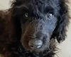 Goldendoodle