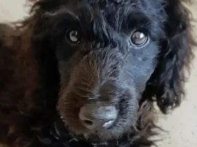 Goldendoodle