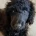 Goldendoodle