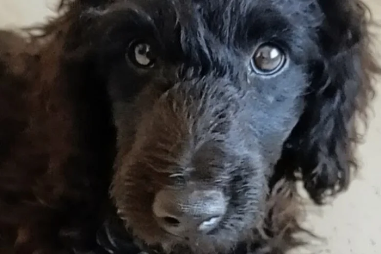 Goldendoodle