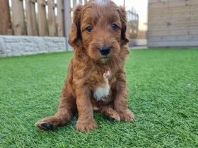 Goldendoodle