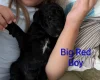 Goldendoodle